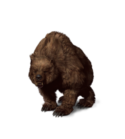 Gry cRPG - Przewodnik - Wiedźmin 3: Dziki Gon - Bestiariusz - Niedźwiedź