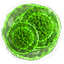 Gry cRPG - Przewodnik - Wiedźmin 3: Dziki Gon - Ekwipunek - Mutageny - Większy zielony mutagen